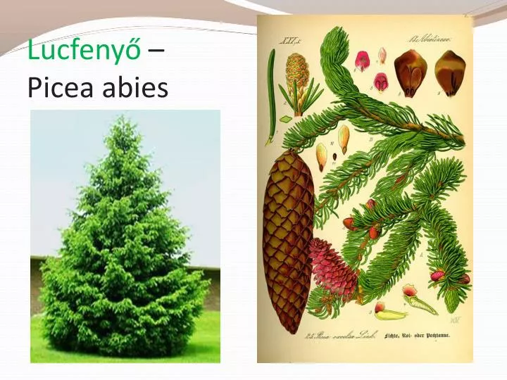 lucfeny picea abies