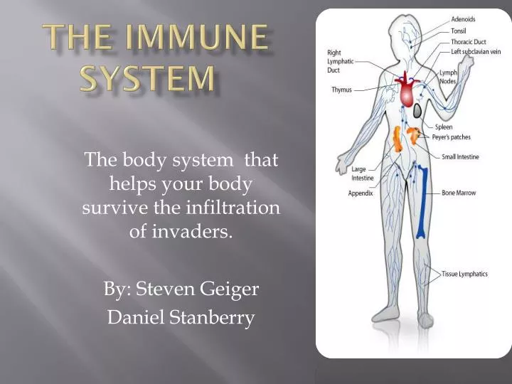 the immune system