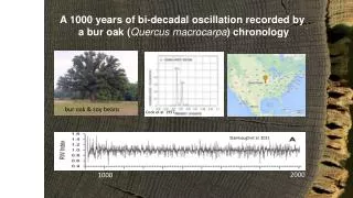 A 1000 years of bi-decadal oscillation recorded by a bur oak ( Quercus macrocarpa ) chronology