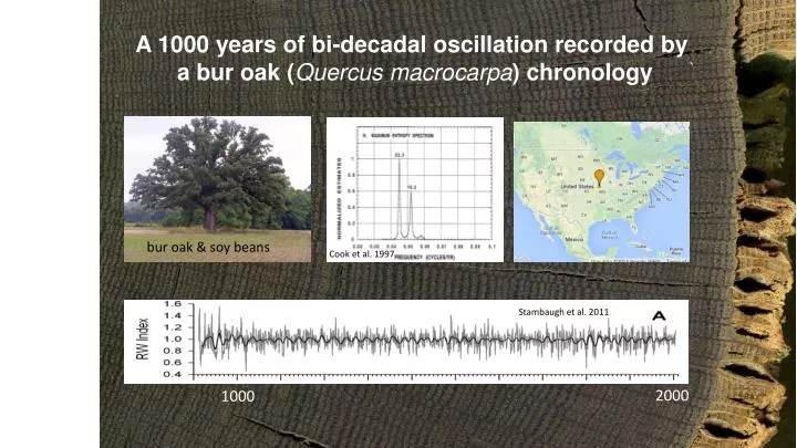 a 1000 years of bi decadal oscillation recorded by a bur oak quercus macrocarpa chronology