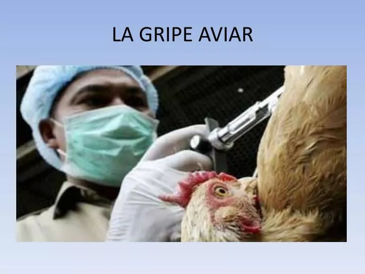 la gripe aviar
