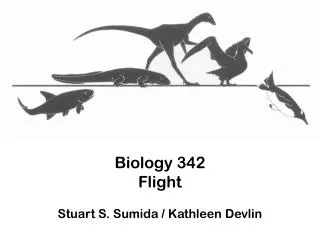 Biology 342 Flight Stuart S. Sumida / Kathleen Devlin