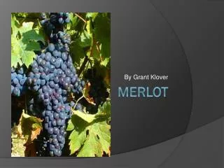 Merlot