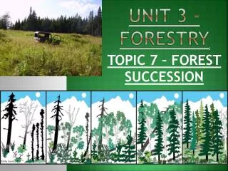 UNIT 3 - FORESTRY