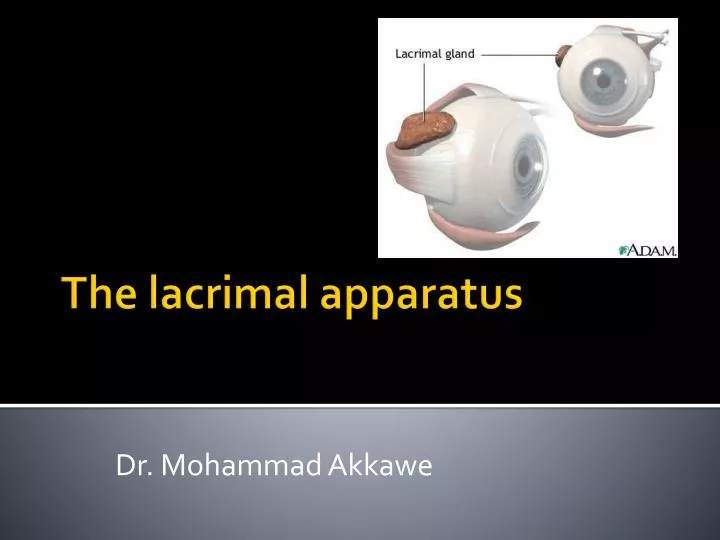 the lacrimal apparatus