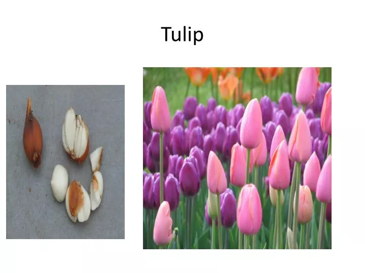 tulip