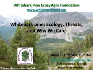 Whitebark pine: Ecology, Threats, and Why We Care