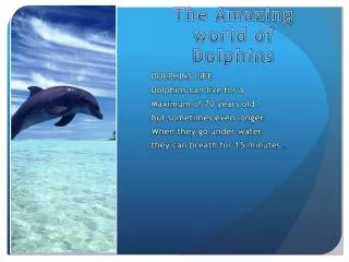 The Amazing world of Dolphins
