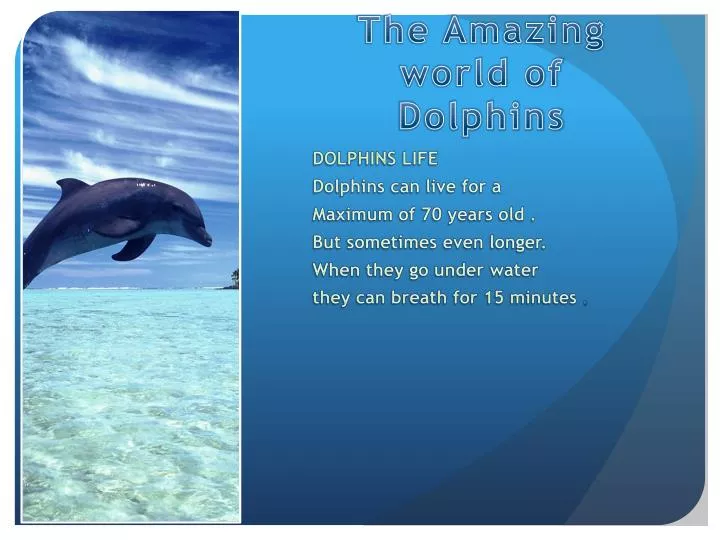 the amazing world of dolphins