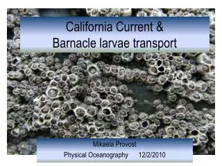 California Current &amp; Barnacle larvae transport