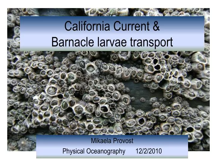 california current barnacle larvae transport