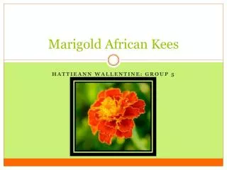 Marigold African Kees