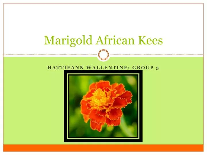 marigold african kees