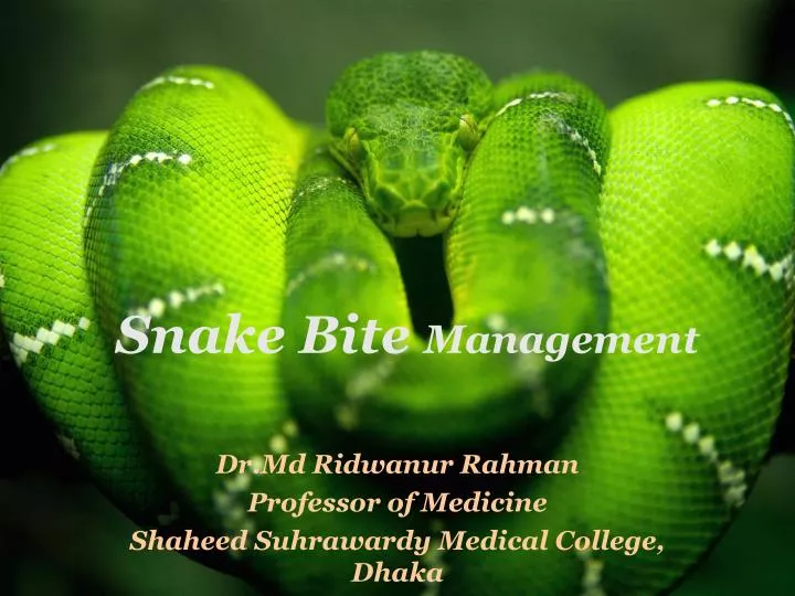 snake bite management