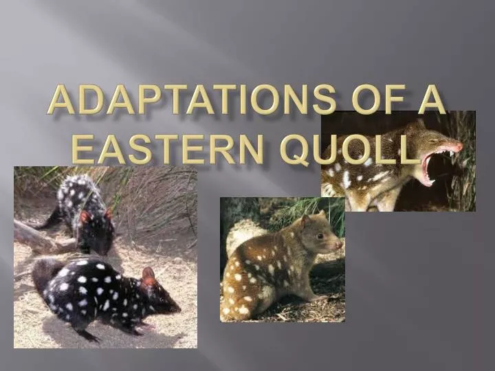 adaptations of a eastern quoll