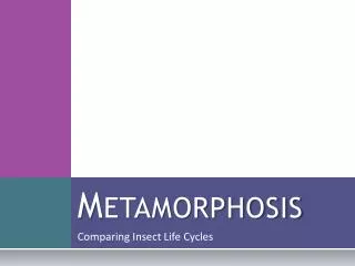 Metamorphosis