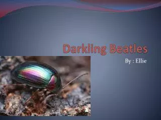 Darkling Beatles