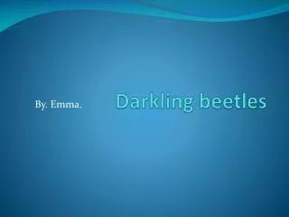 Darkling beetles