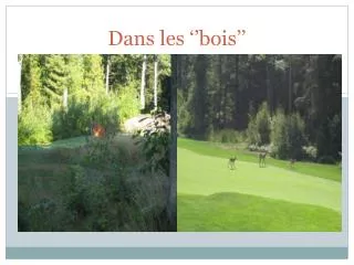 dans les bois