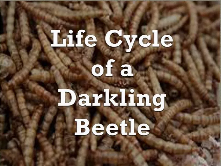 life cycle of a darkling beetle