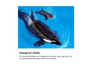 Indangered whales