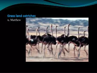 Grass land ostriches