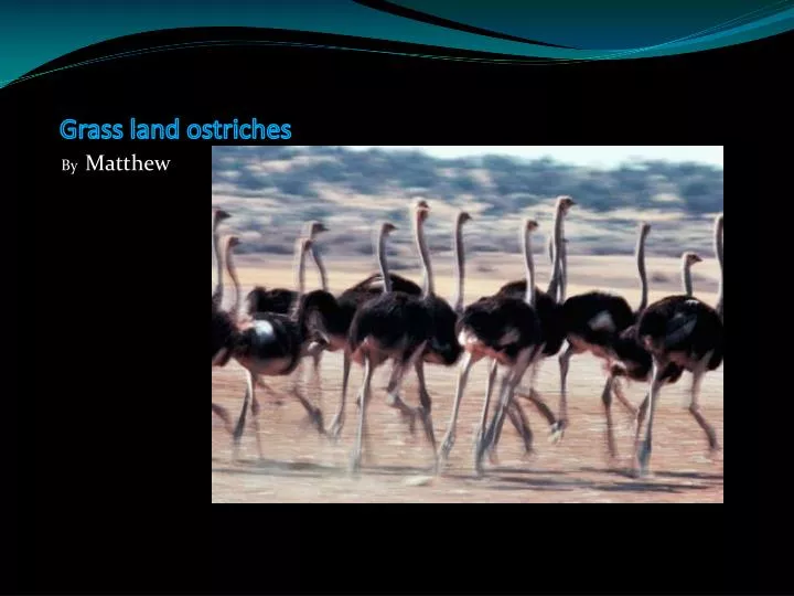 grass land ostriches
