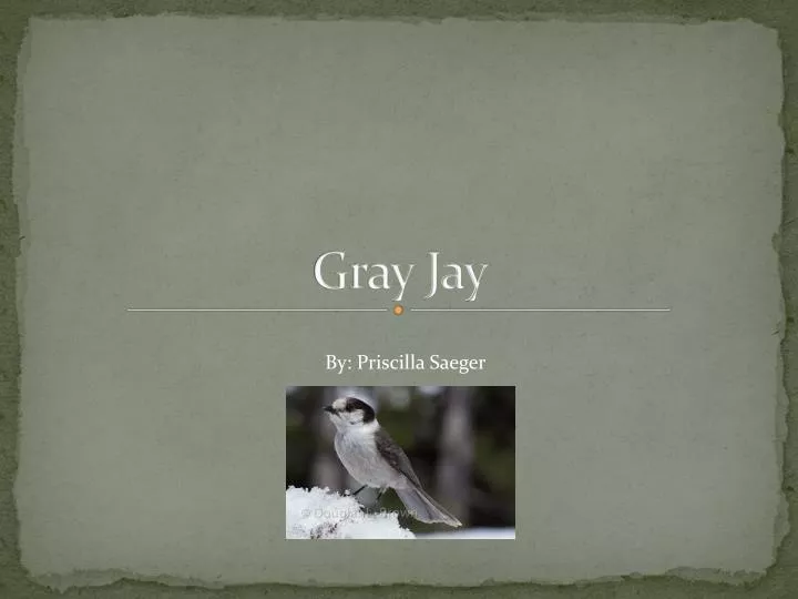 gray jay