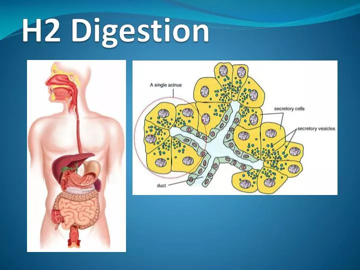h2 digestion