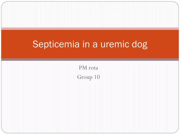 septicemia in a uremic dog