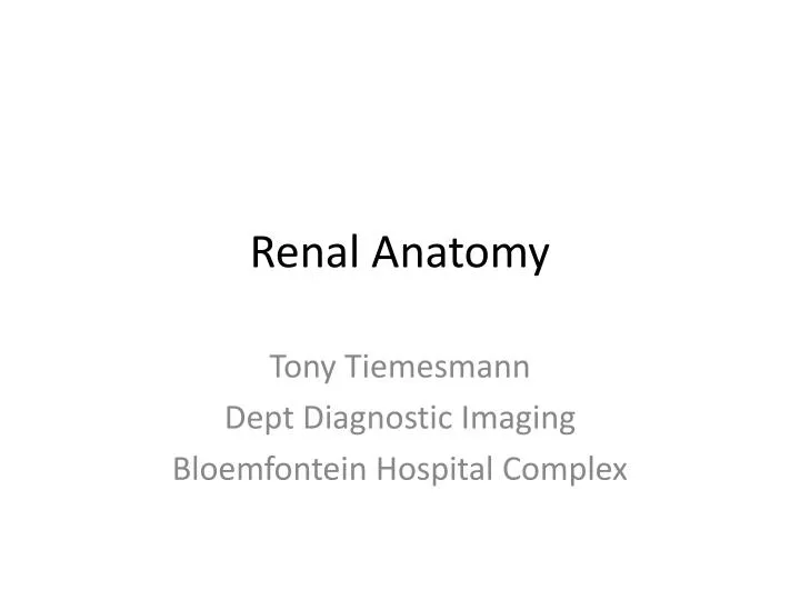 renal anatomy