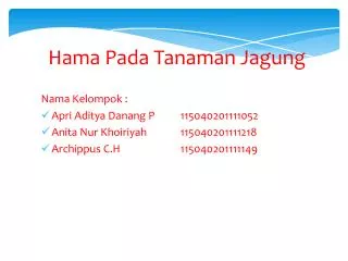 hama pada tanaman jagung