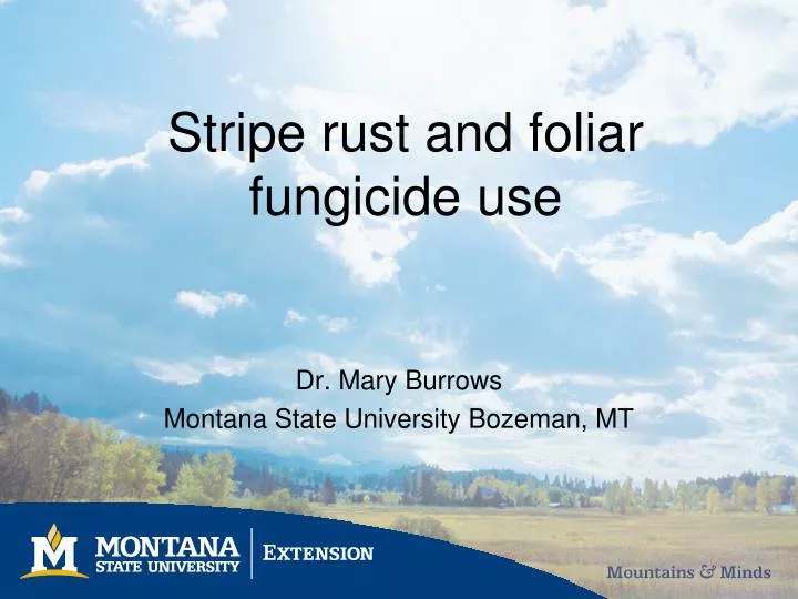 stripe rust and foliar fungicide use