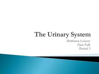 The Urinary System