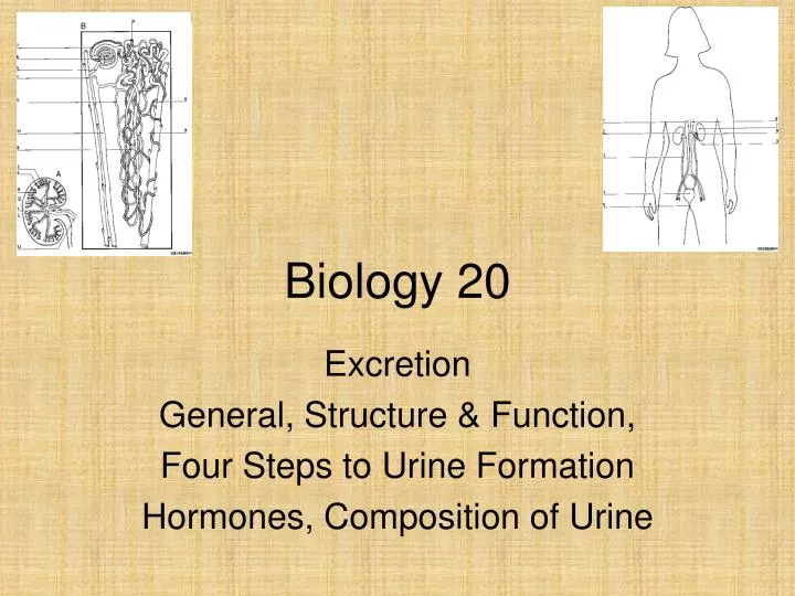 biology 20