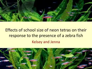 Effects of school size of neon tetras on their response to the presence of a zebra fish
