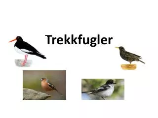 trekkfugler