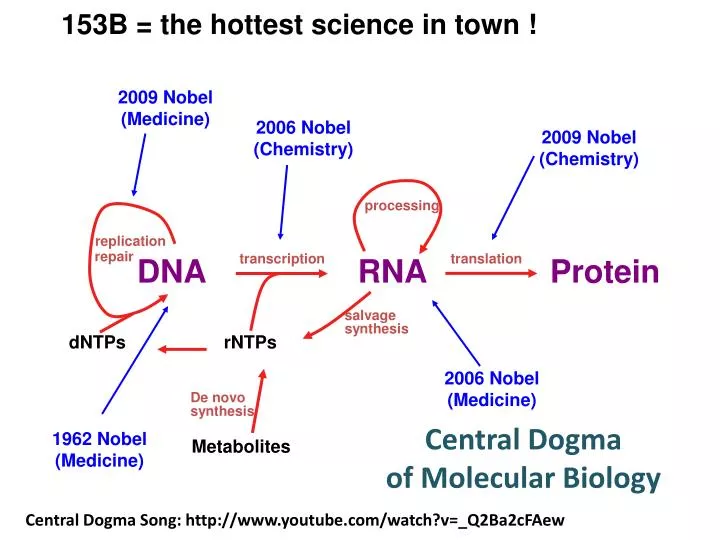 PPT Central Dogma Of Molecular Biology PowerPoint Presentation Free 