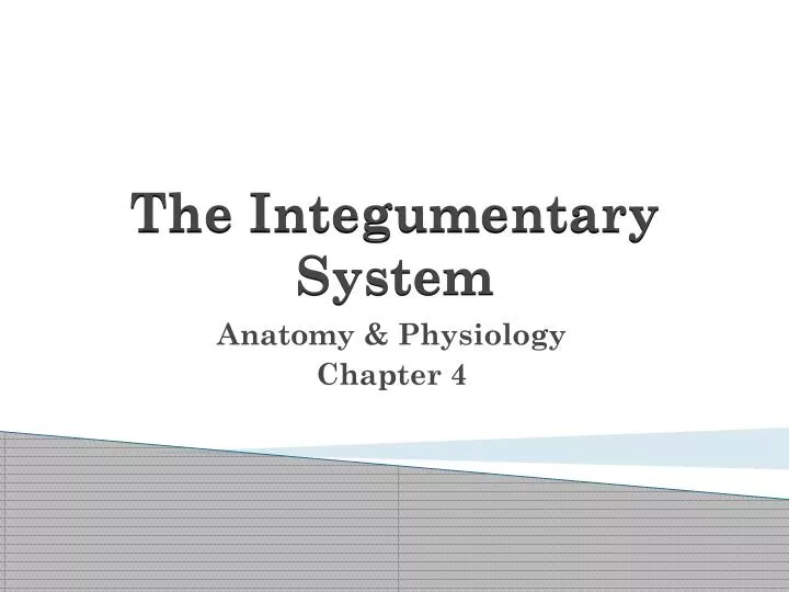 the integumentary system