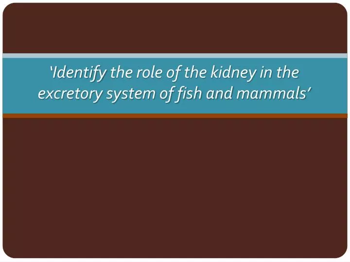 identify the role of the kidney in the excretory system of fish and mammals