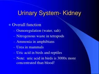 Urinary System- Kidney