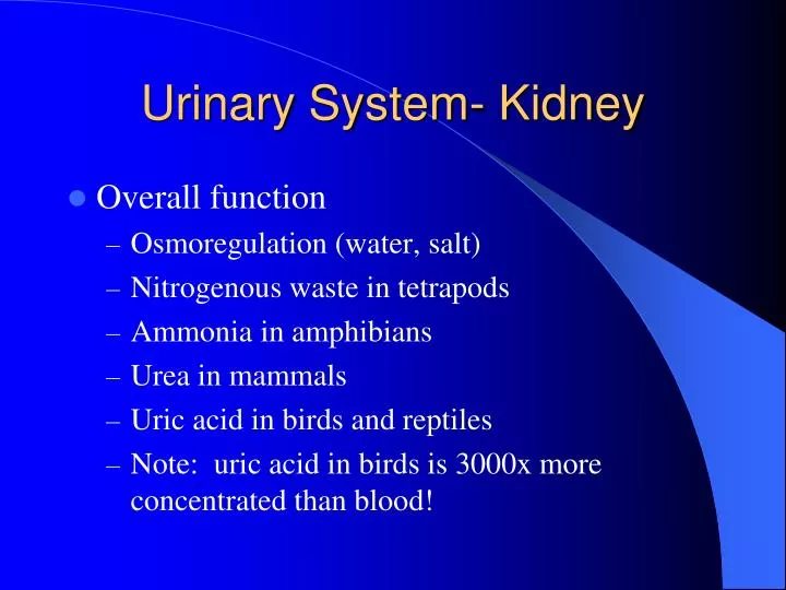 urinary system kidney