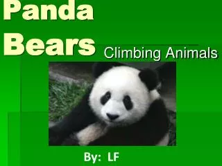 Panda Bears
