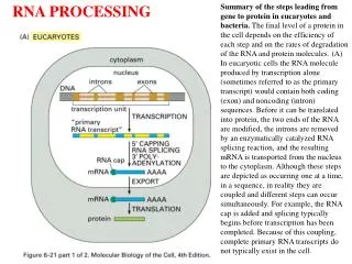 RNA PROCESSING