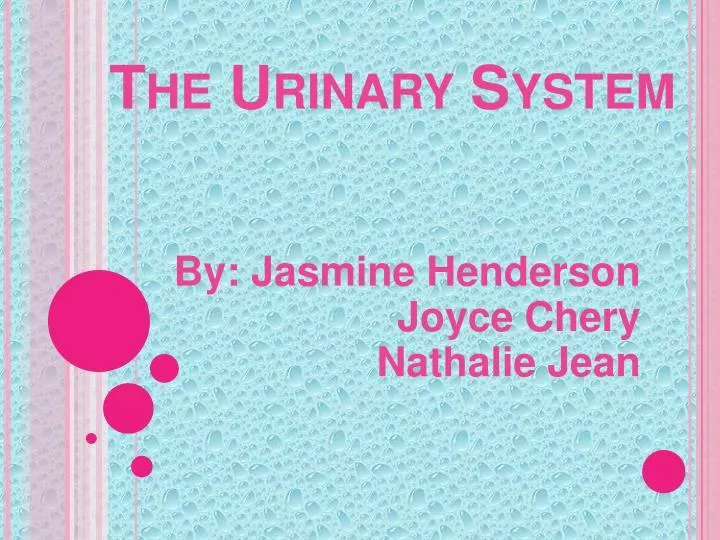 the urinary system