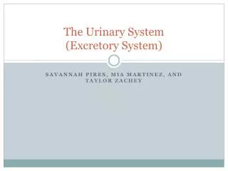 The Urinary System (Excretory System)