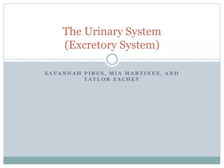 the urinary system excretory system