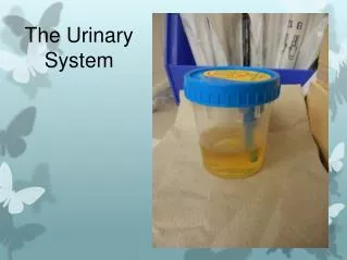 The Urinary System