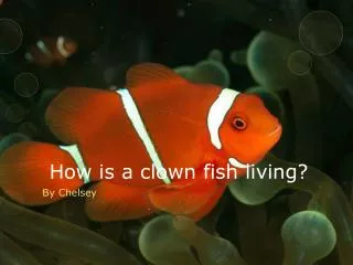 How is a clown fish living?