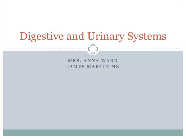 digestive and urinary systems